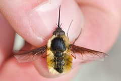 Bombylius mexicanus