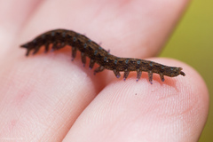 Ooperipatellus