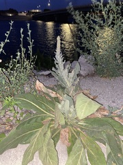 Verbascum thapsus