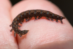Ooperipatellus