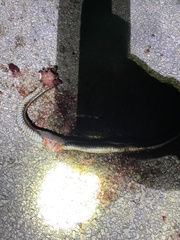 Thamnophis sirtalis annectens