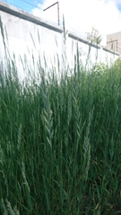 Elymus repens