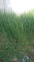 Elymus repens