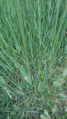 Elymus repens