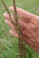 Pappophorum bicolor