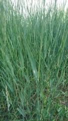 Elymus repens
