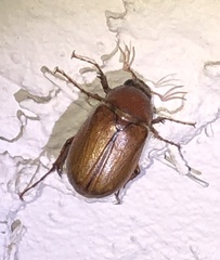 Phyllophaga crinita