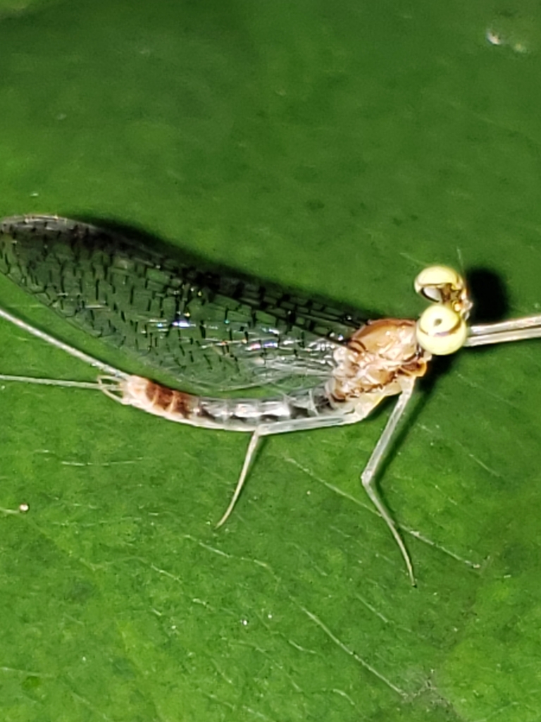 Leucrocuta aphrodite