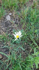 Leucanthemum vulgare