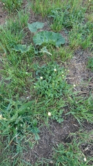 Leucanthemum vulgare