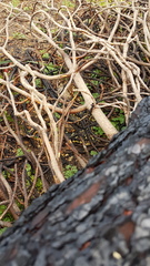 Bitis arietans arietans