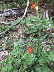 Aquilegia elegantula