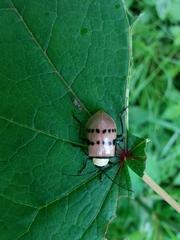 Meristata spilota