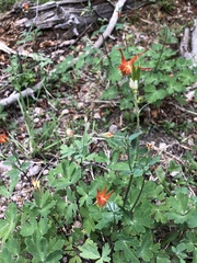 Aquilegia elegantula