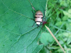 Meristata spilota