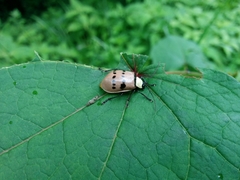 Meristata spilota
