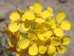 Erysimum perenne