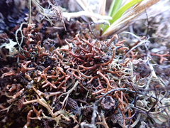 Sphaerophorus globosus