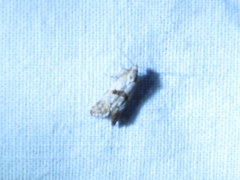 Platphalonidia felix