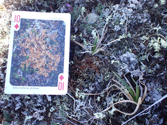 Sphaerophorus globosus