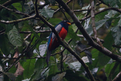 Trogon clathratus