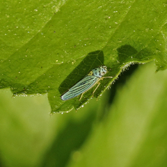 Graphocephala atropunctata