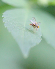 Campiglossa sororcula