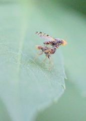 Campiglossa sororcula