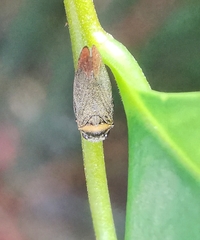 Eoscarta roseinervis