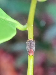 Eoscarta roseinervis