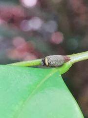 Eoscarta roseinervis