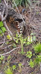 Ixia scillaris scillaris