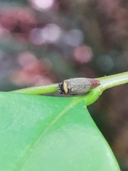 Eoscarta roseinervis