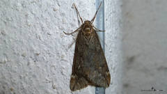 Alsophila aescularia