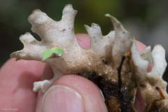 Pseudocyphellaria homoeophylla