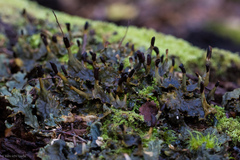 Peltigera dolichorhiza