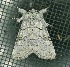 Charadra dispulsa