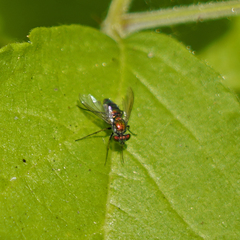 Condylostylus longicornis