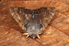 Arcte modesta