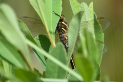Rhionaeschna californica