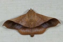 Chilkasa falcata