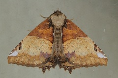 Daddala brevicauda