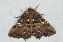 Daddala quadrisignata