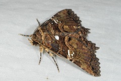 Daddala quadrisignata