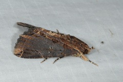Ercheia cyllaria