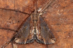Ercheia cyllaria