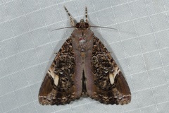 Ercheia pulchrivenula