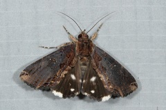 Ercheia