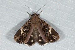 Ercheia pulchrivenula