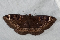 Erebus caprimulgus